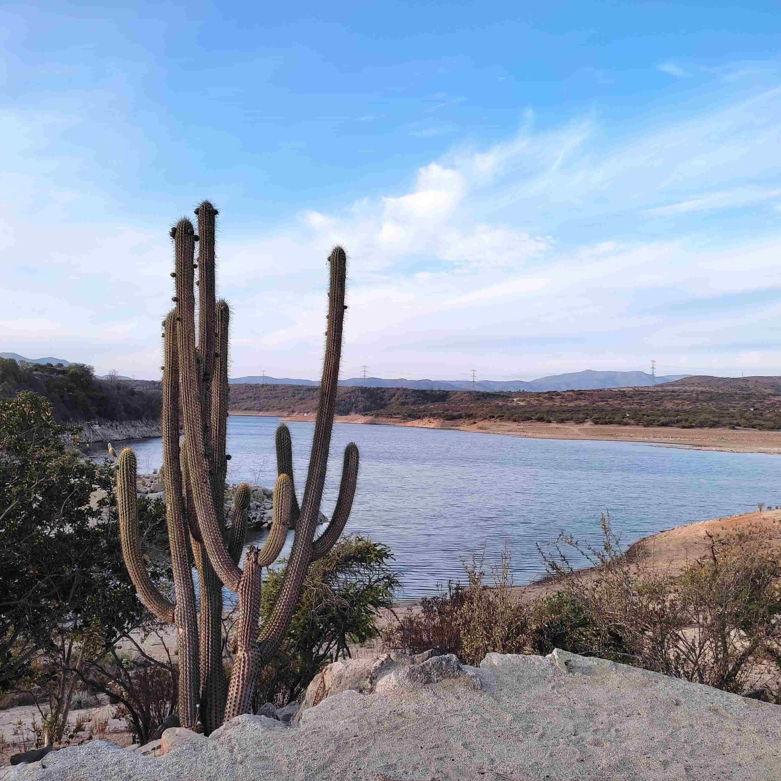 Embalse Los Aromos y flora nativa en Limache